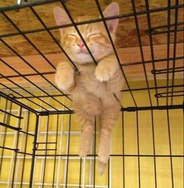 This Kitty Thinks Outside Of The Box