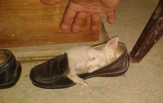 The Puurfect Pair Of Shoes Doesn't Exi--