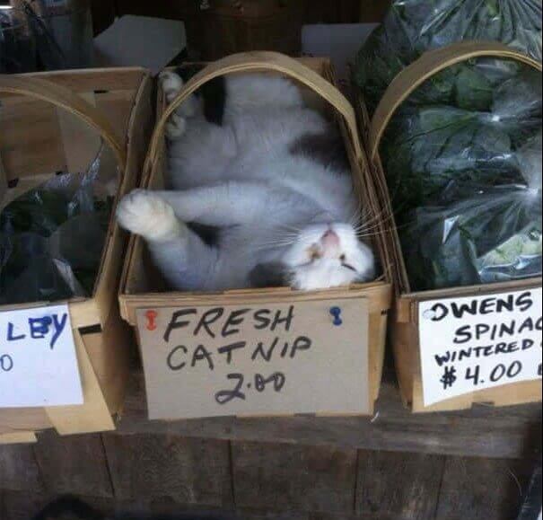 That Must Have Been Some Good Catnip