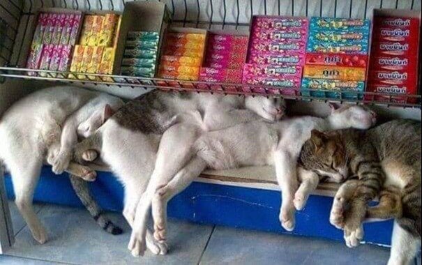 Free Cat With Every Purchase