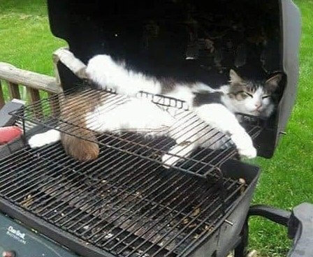 We've Heard Of Hot Dogs, But...