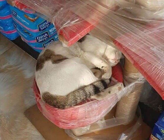 Cat Tested And Approved