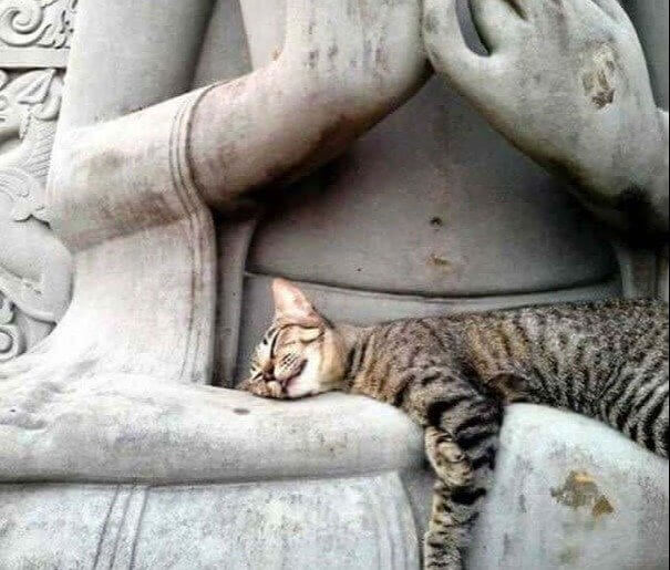 All Laps Are Made For Sleeping