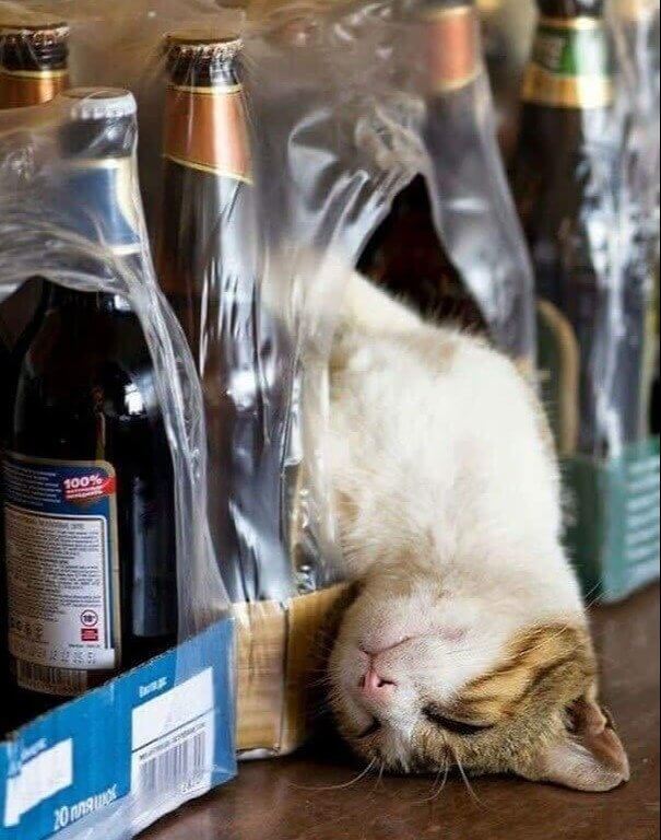Buy A Beer, Get A Cat