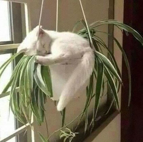 The Catcus Plant