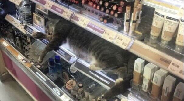 Buy A Lipstick, Get A Cat For Free