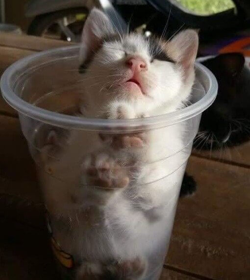 "I'll Have A Large Cup Of Cat"