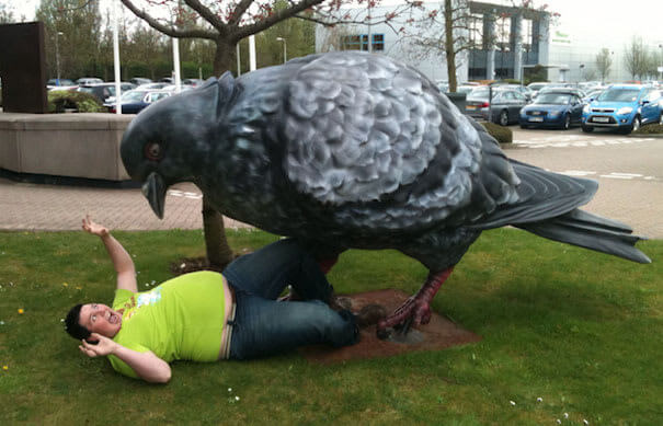 Pigeon From Another World