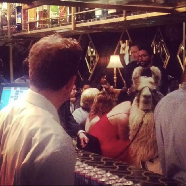 They Don't Discriminate Against Llamas