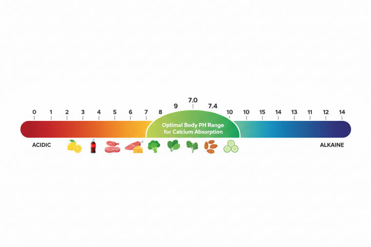 pH Balance Controls Calcium Absorption