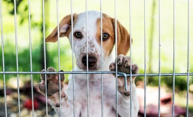 Is Now The Right Time For You To Adopt A Dog?