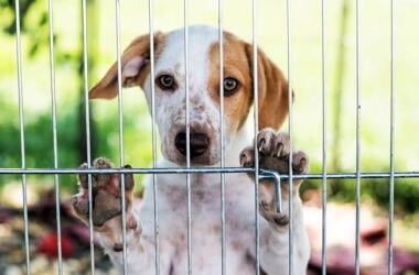 Is Now The Right Time For You To Adopt A Dog?