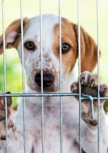 Is Now The Right Time For You To Adopt A Dog?