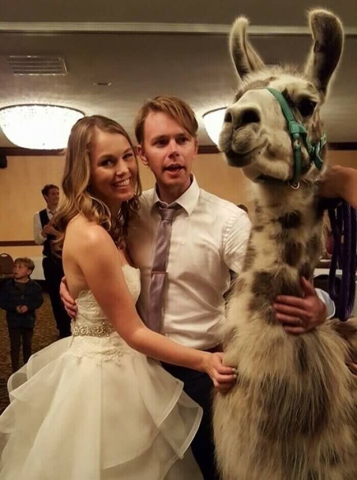 Cuando hay una Convención de Llamas