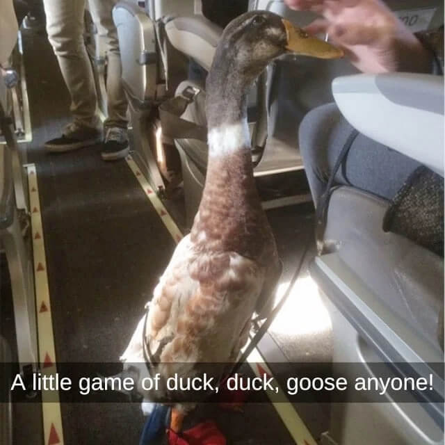 Brace! Brace! Duck!