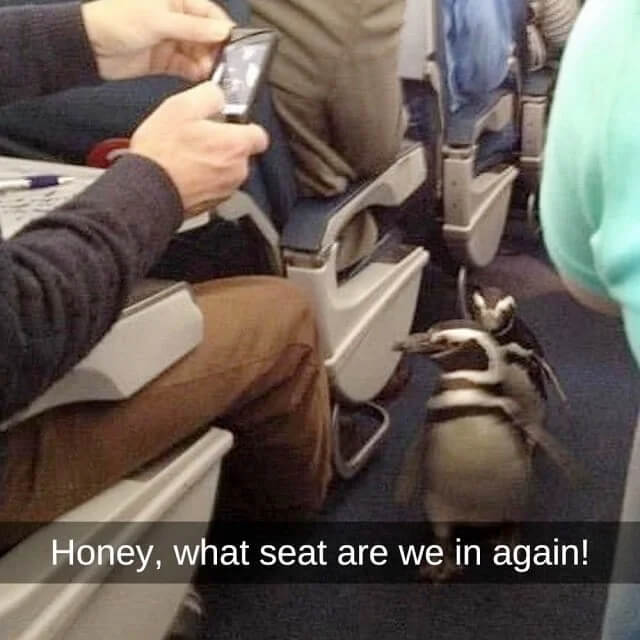 Flying North For Winter