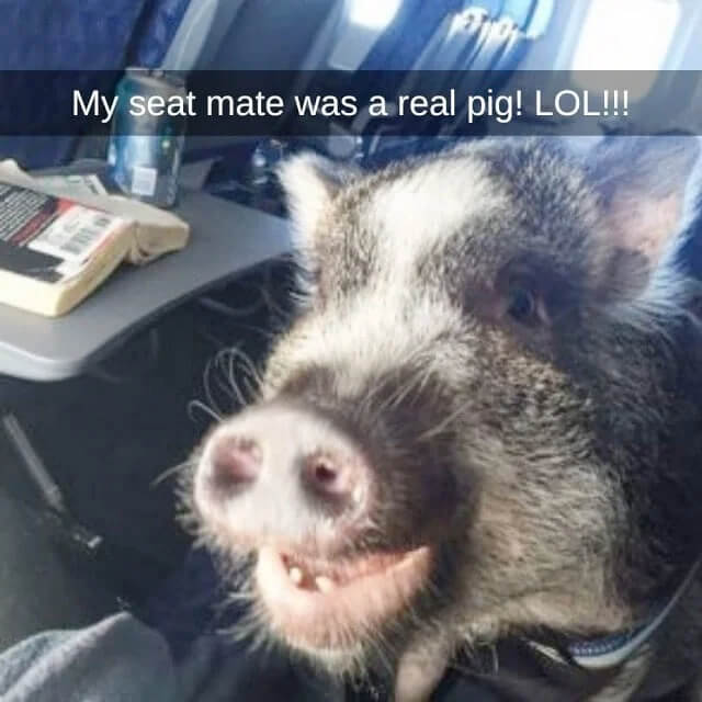 And Pigs Might Fly