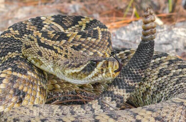 Eastern Diamondback - Southeast America