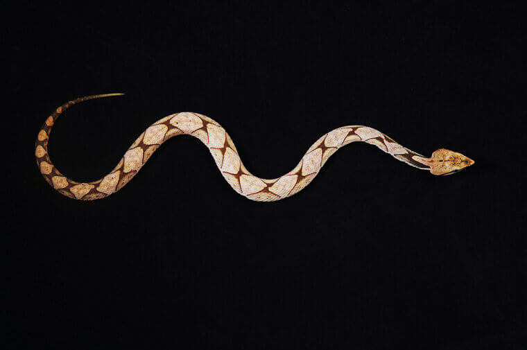 Sharp-Nosed Pit Viper - Southern China and Northern Vietnam