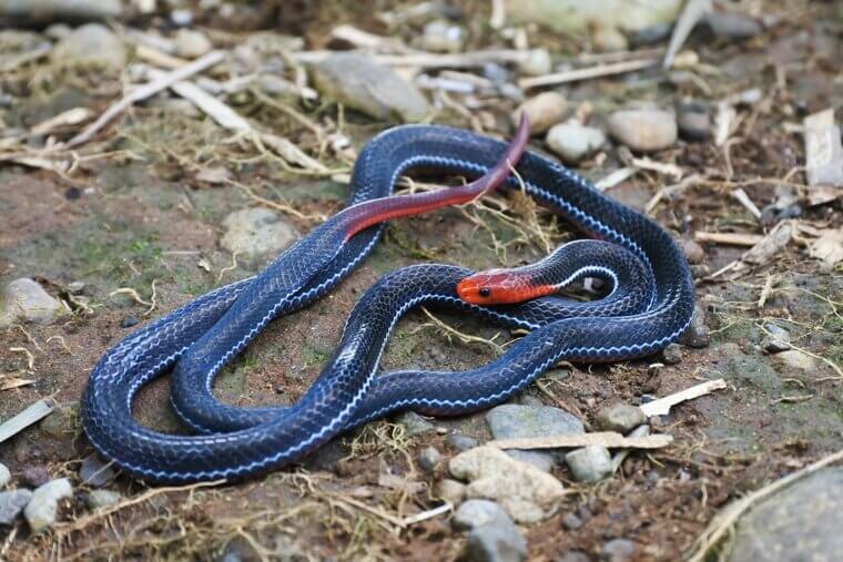 Malayan Snake - Southeast Asia