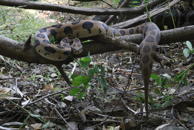 Russell's Viper - India