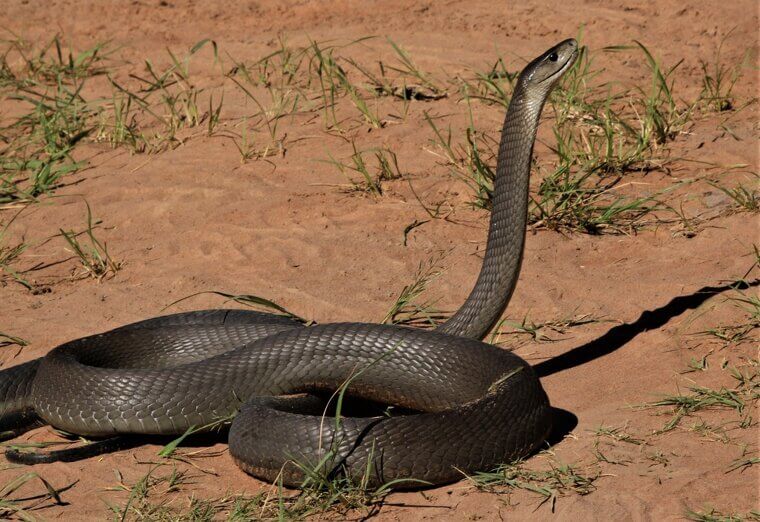 Black Mamba - Southern and Eastern Africa