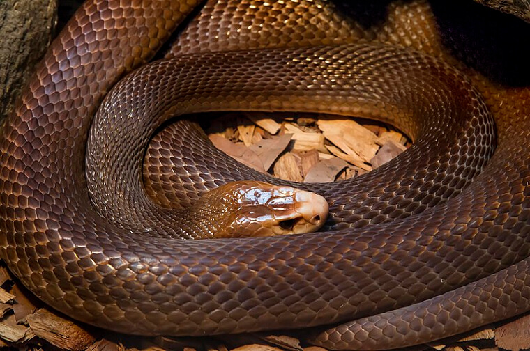 Coastal Taipan - Northern and Eastern Australia