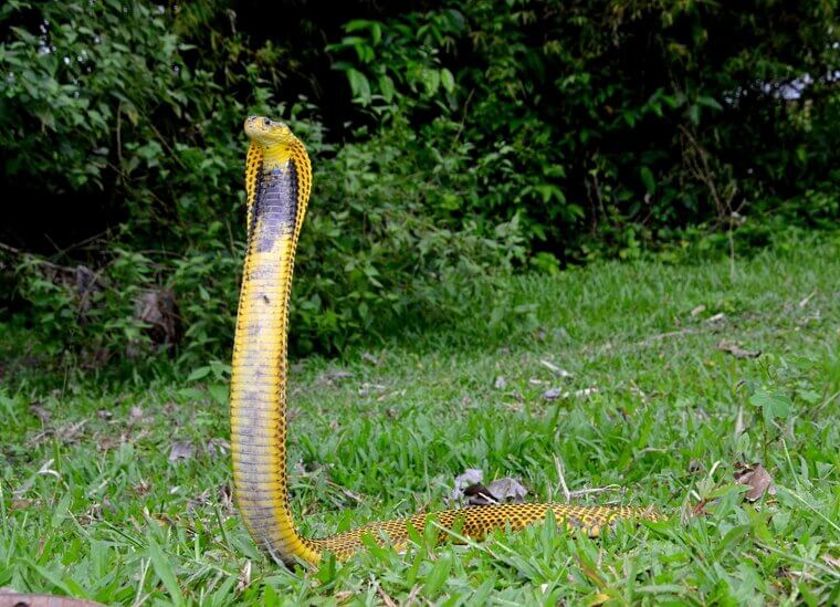 Philippine Cobra - Northern Philippines