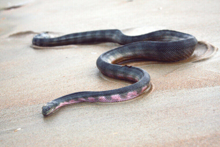 Beaked Sea Snake - Indo-Pacific Tropics