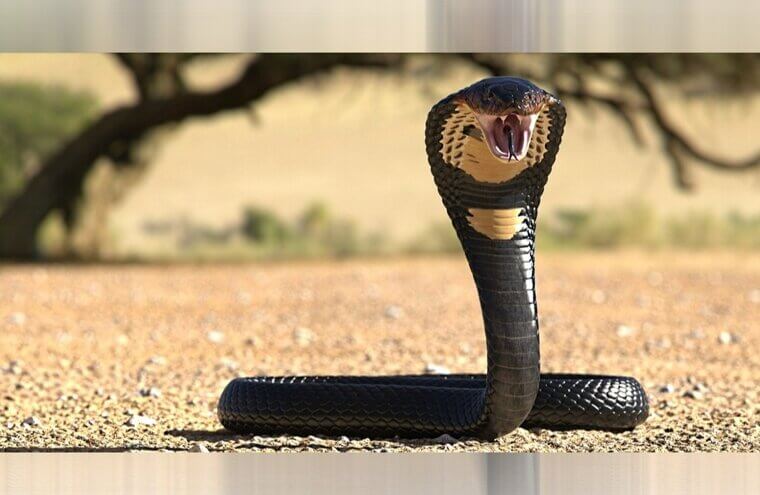 King Cobra - Southern Asia