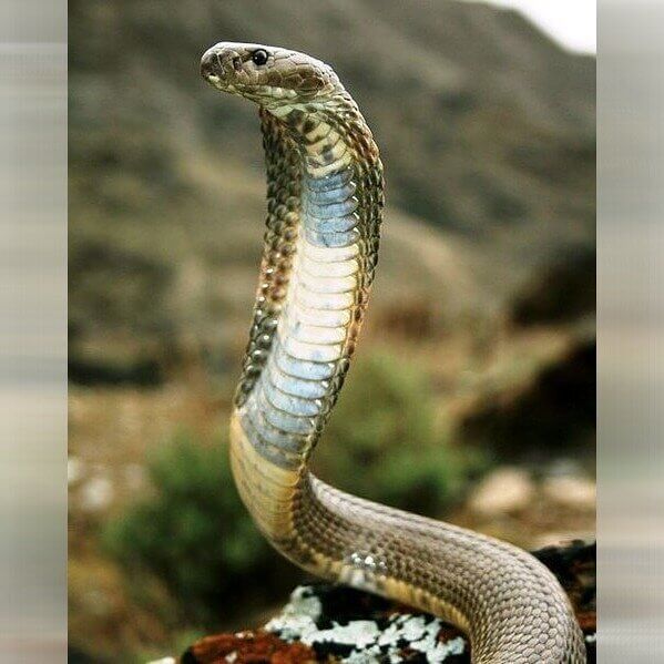 Caspian Cobra - Central Asia