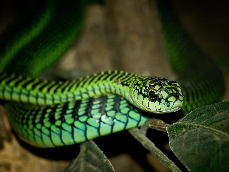 Boomslang - Central and Southern Africa