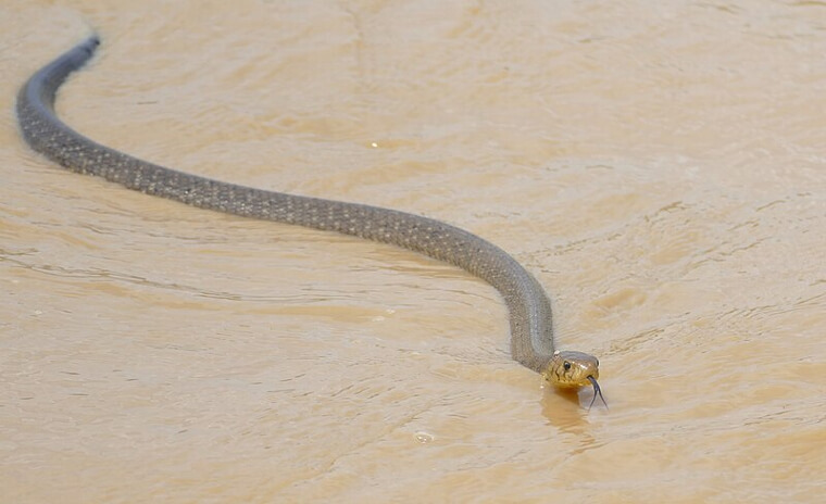 Forest Cobra - Central and Western Africa