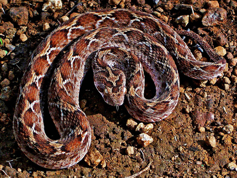 Saw-Scaled Viper - Southwest Asia