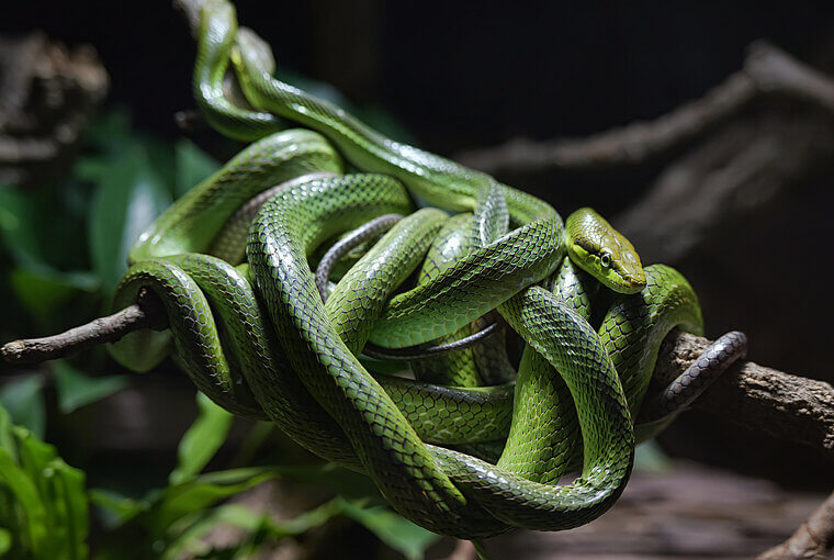 Green Mamba - Eastern Africa