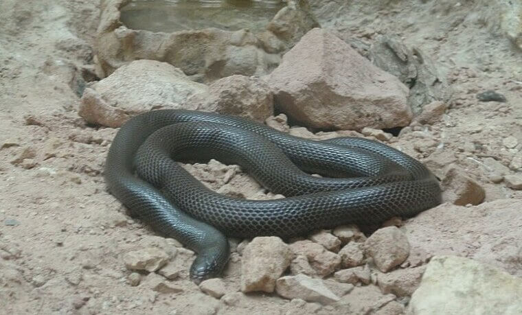 Mole Viper - Middle East