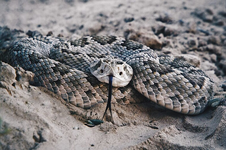 Mojave Rattlesnake - Southwest America and Mexico