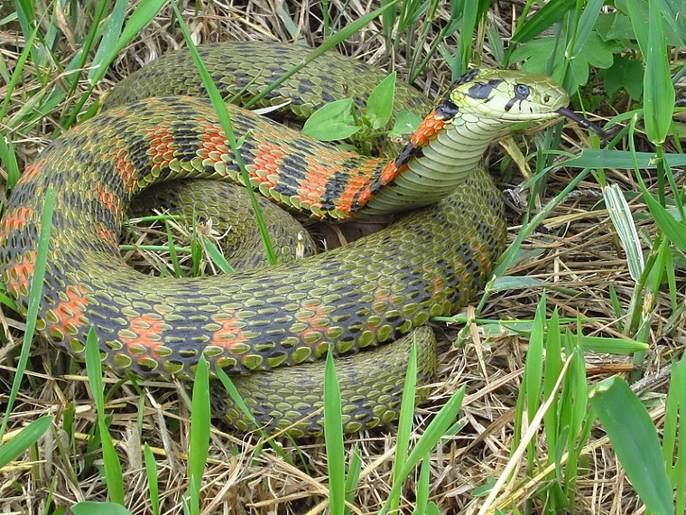 Tiger Keelback - Eastern Asia
