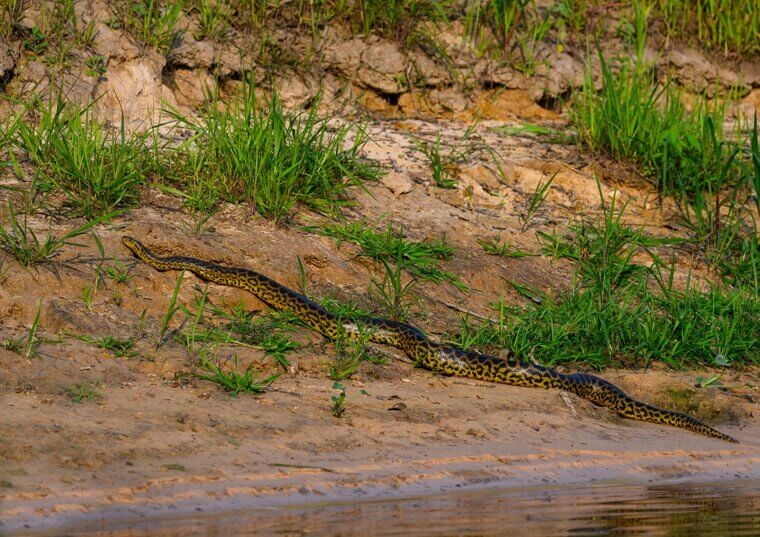 Green Anaconda - Brazil