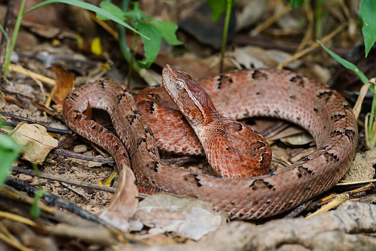 Malayan Pit Viper - Southeast Asia