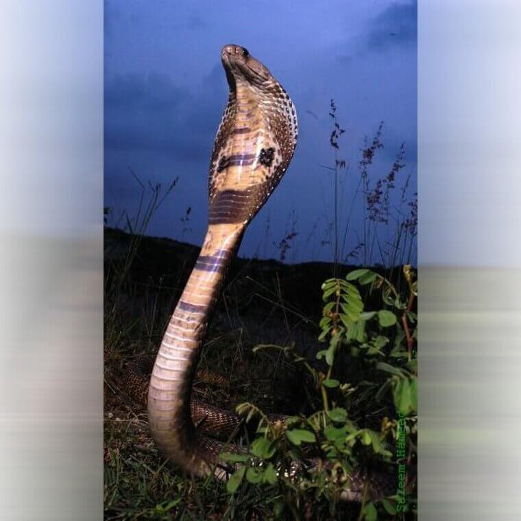 Indian Cobra - India