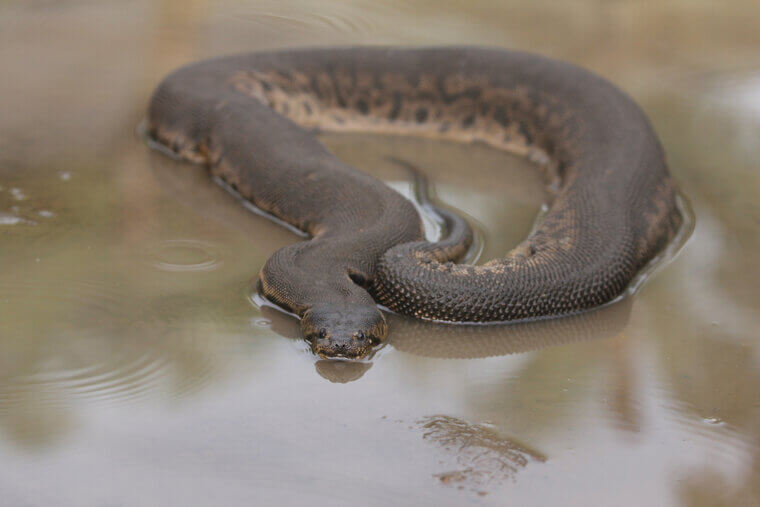 Elephant Trunk Snake - Southeast Asia