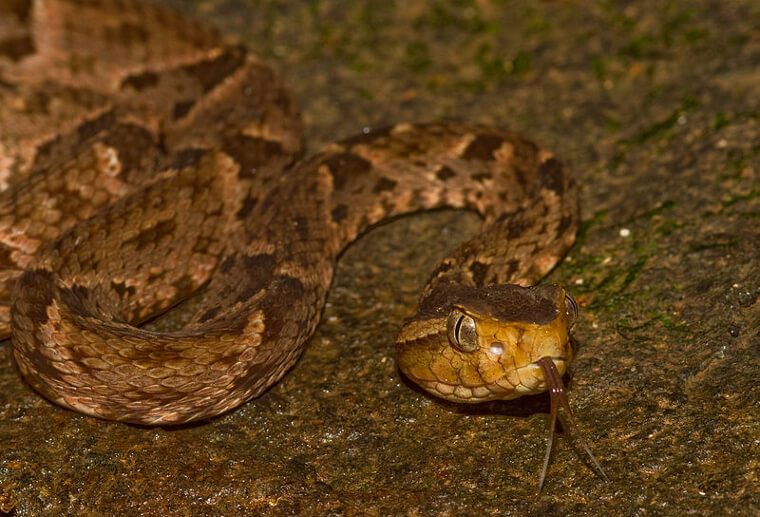 Terciopelo - Southern Mexico and Northern South America