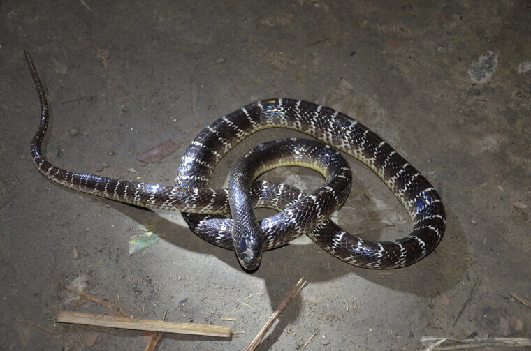 Common Krait - India