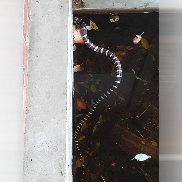 Many-Banded Krait - Southeast Asia