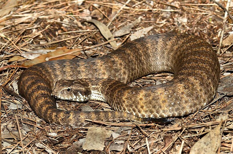 Common Death Adder - Australia