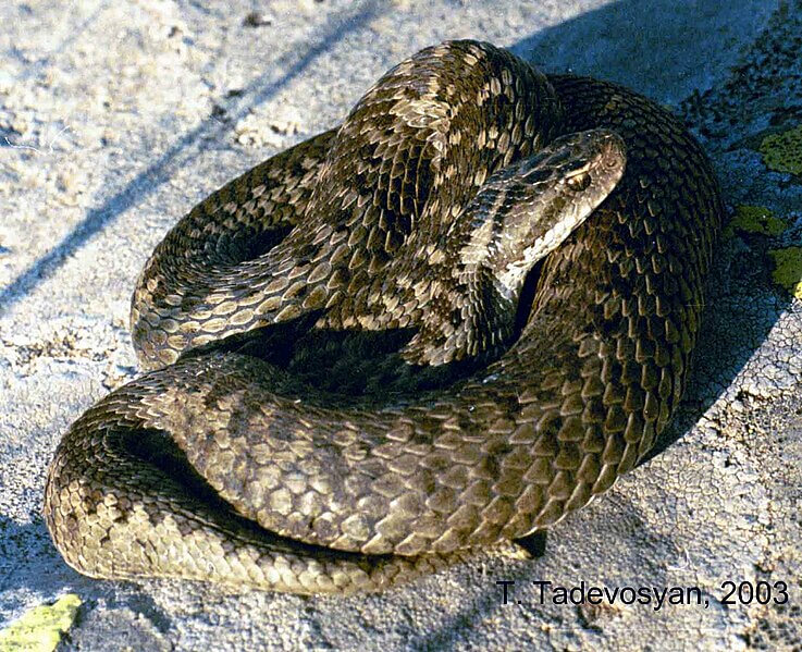 Darevsky's Viper - Eastern Europe