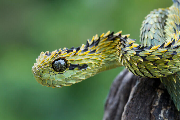 Hairy Bush Viper - Central Africa