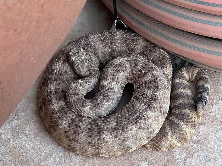 Tiger Rattlesnake - Southwest America and Northwest Mexico
