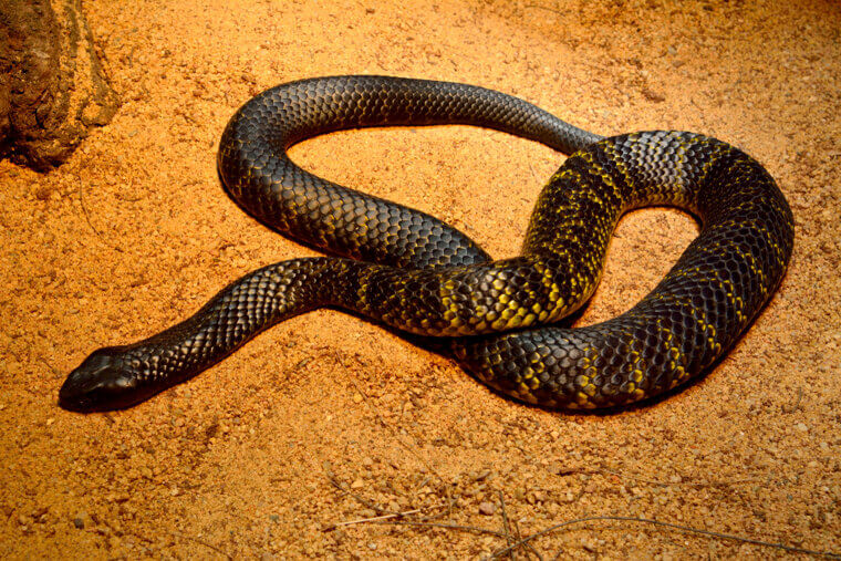 Black Tiger Snake - Southern Australia